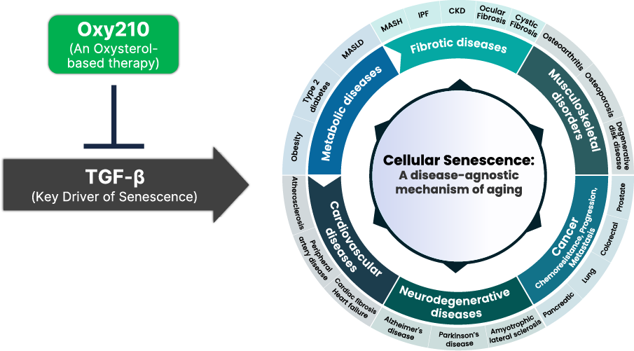 Cellular_Senescence