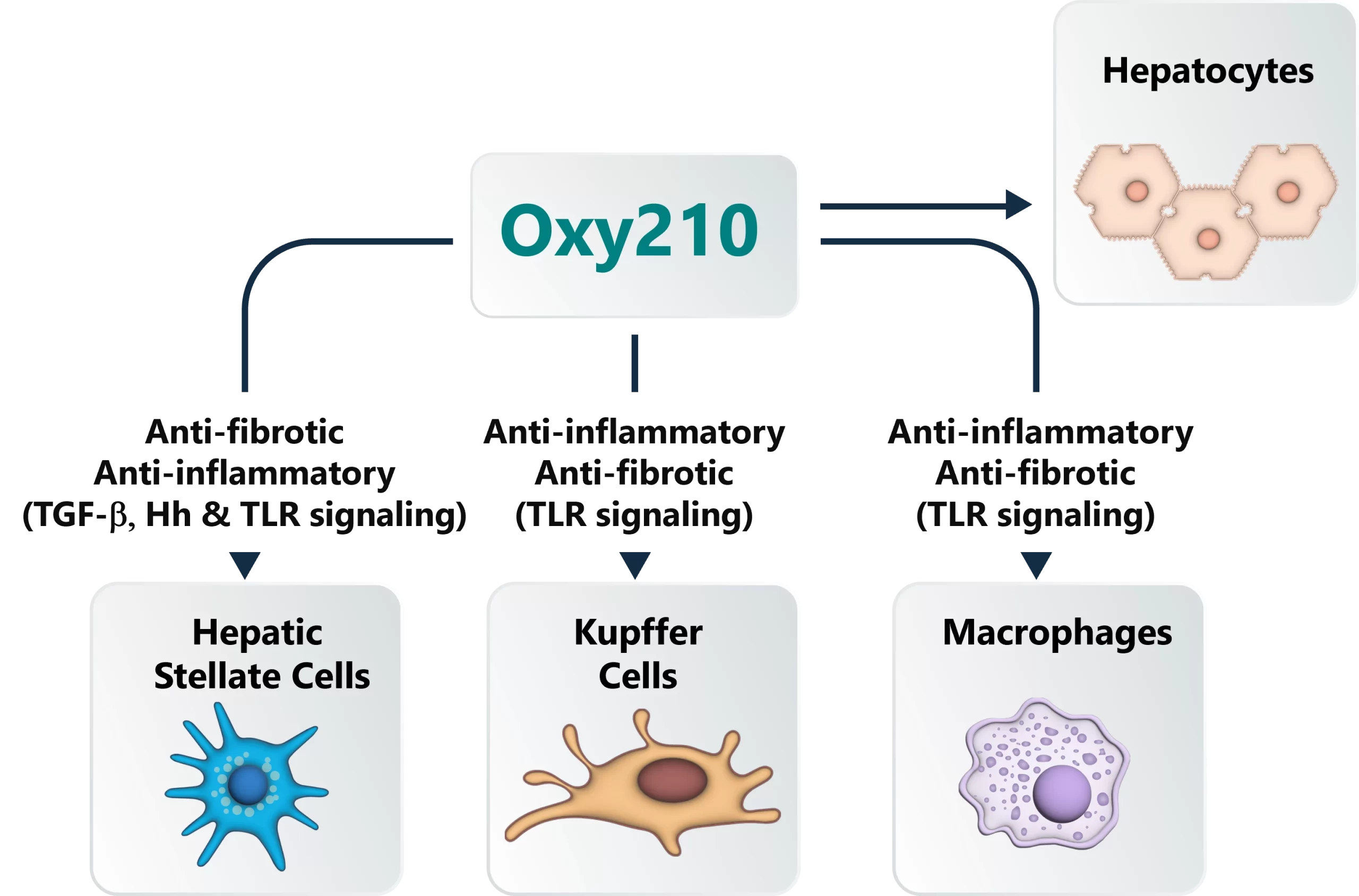 Oxy210_Mechanism-of-Action